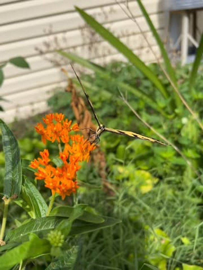 Thrives In Connecticut's Climate Without Fuss