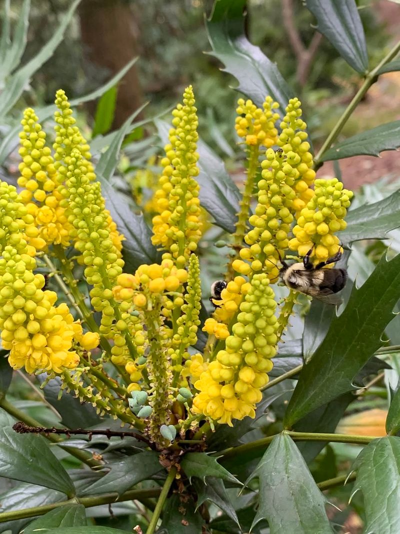 Mahonia