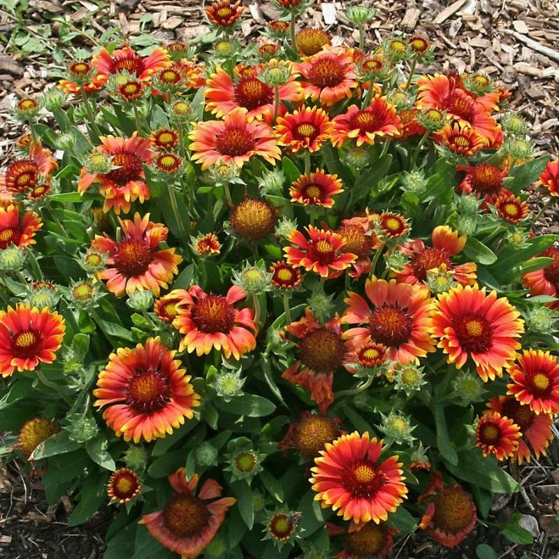Gaillardia: Blanket Flower With Western Spirit