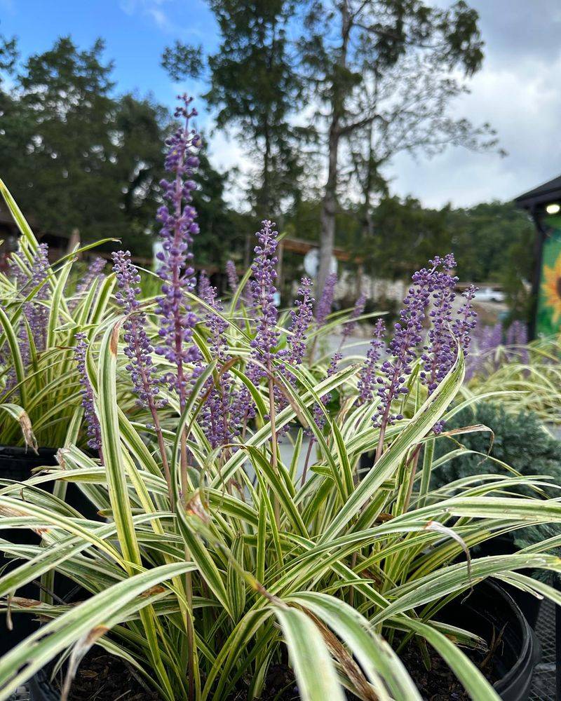 Liriope (Monkey Grass)