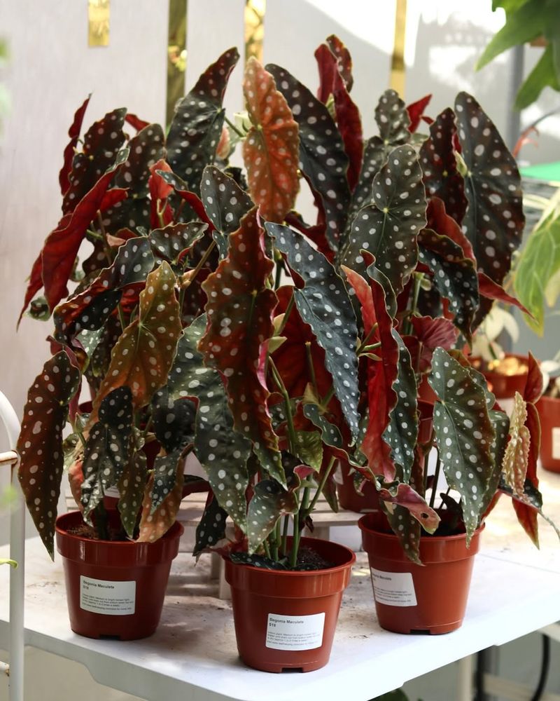 Begonia Maculata