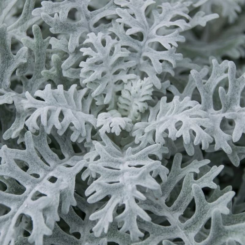 Dusty Miller