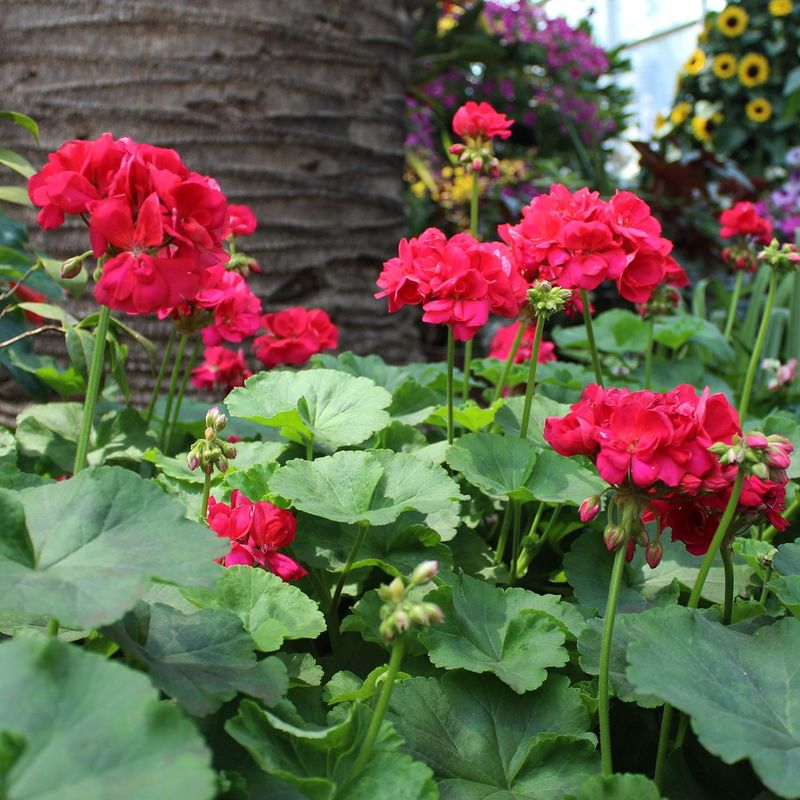 Deer Usually Leave Geraniums Alone