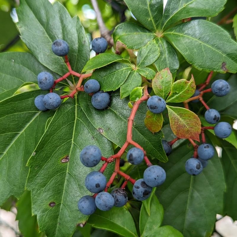 The Plant Produces Berries That Birds Love To Eat