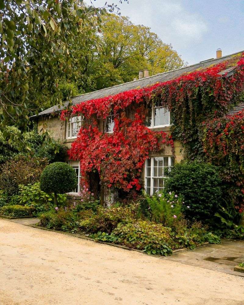 The Vine Can Damage Buildings And Structures Over Time