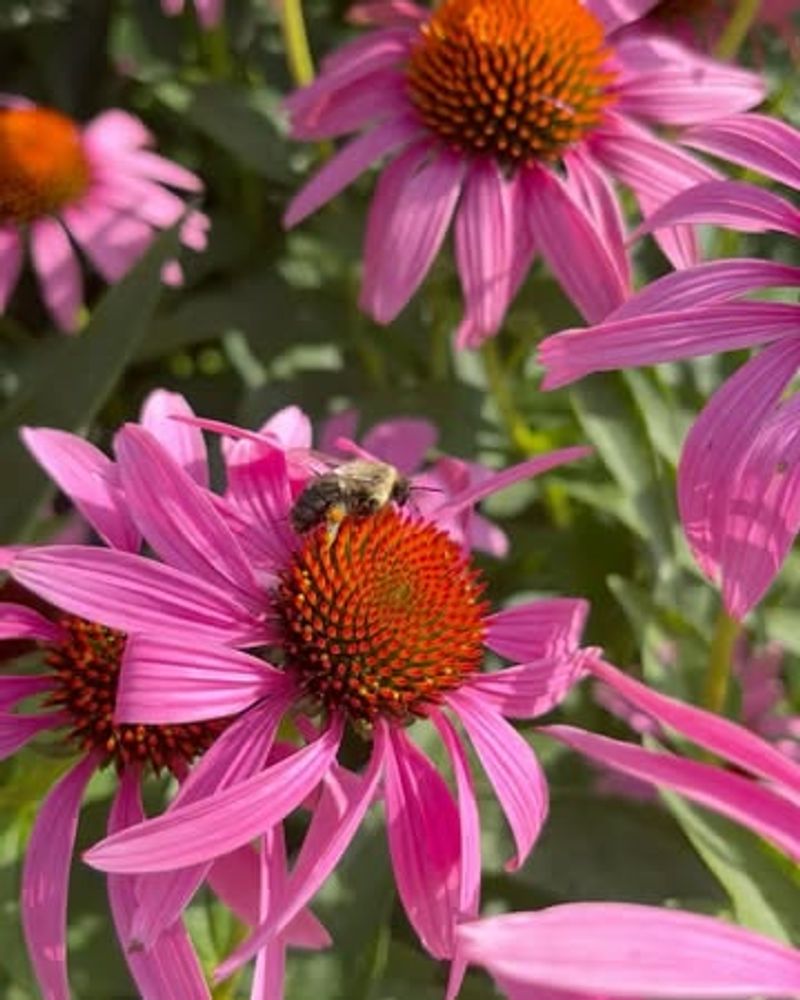 Coneflowers (Echinacea)