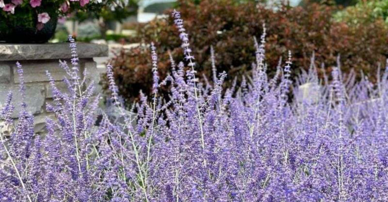 Russian Sage