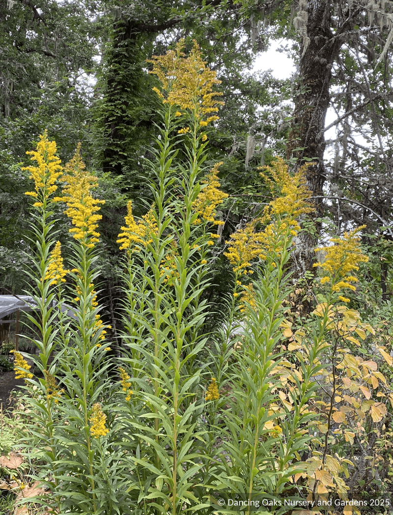 Native Americans Used Goldenrod As Medicine
