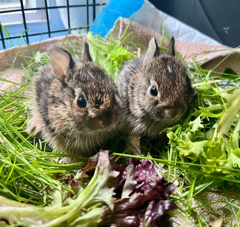Eastern Cottontail Rabbit