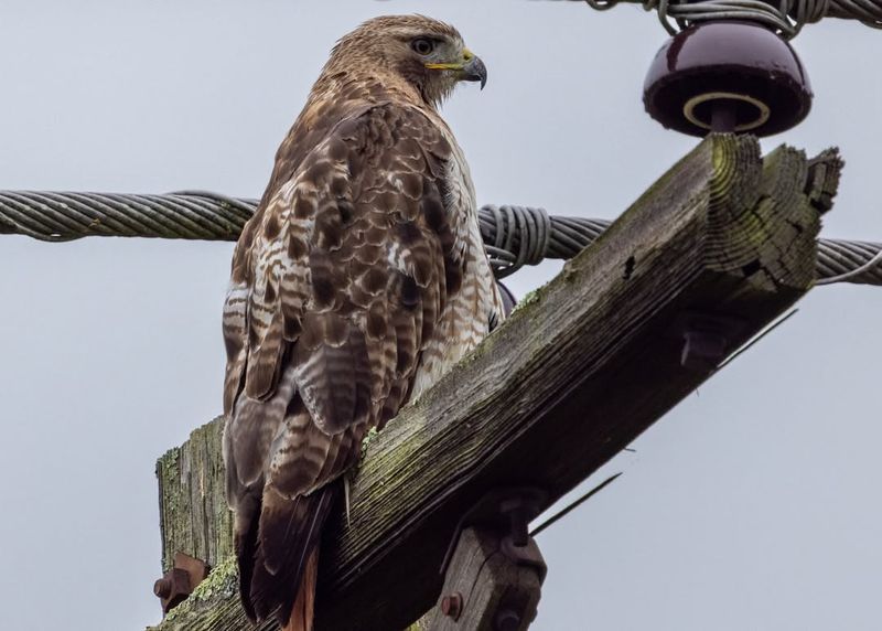 Red-Tailed Hawk