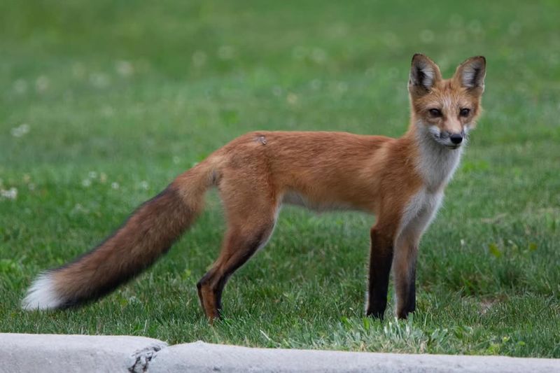 Red Fox