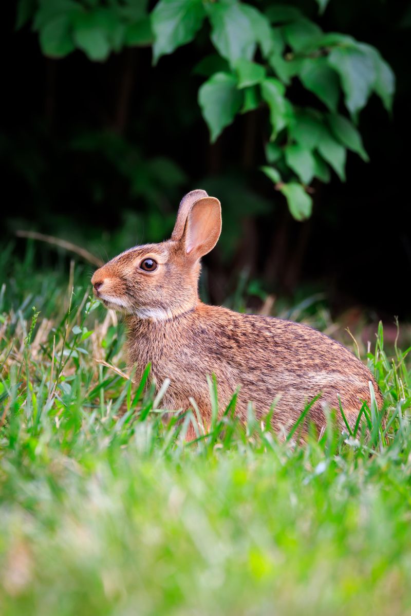 Eastern Cottontail Rabbit
