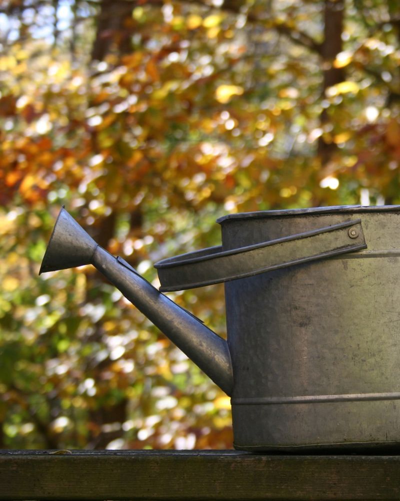 Water Deeply Before The Ground Freezes