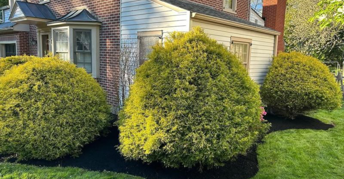Virginia’s Wild December Temperature Swings Are Stressing Evergreens – Here’s How To Protect Them