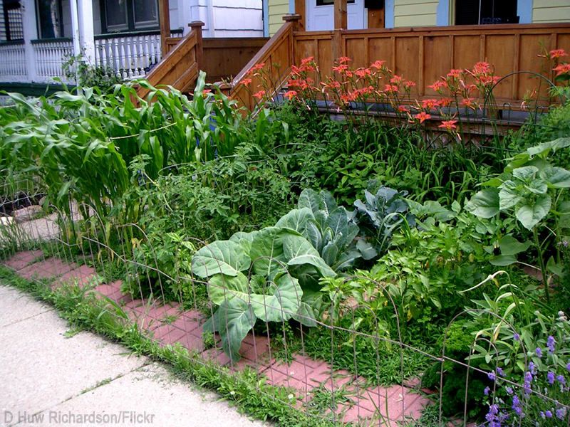 Unapproved Vegetable Gardens In Front Yards