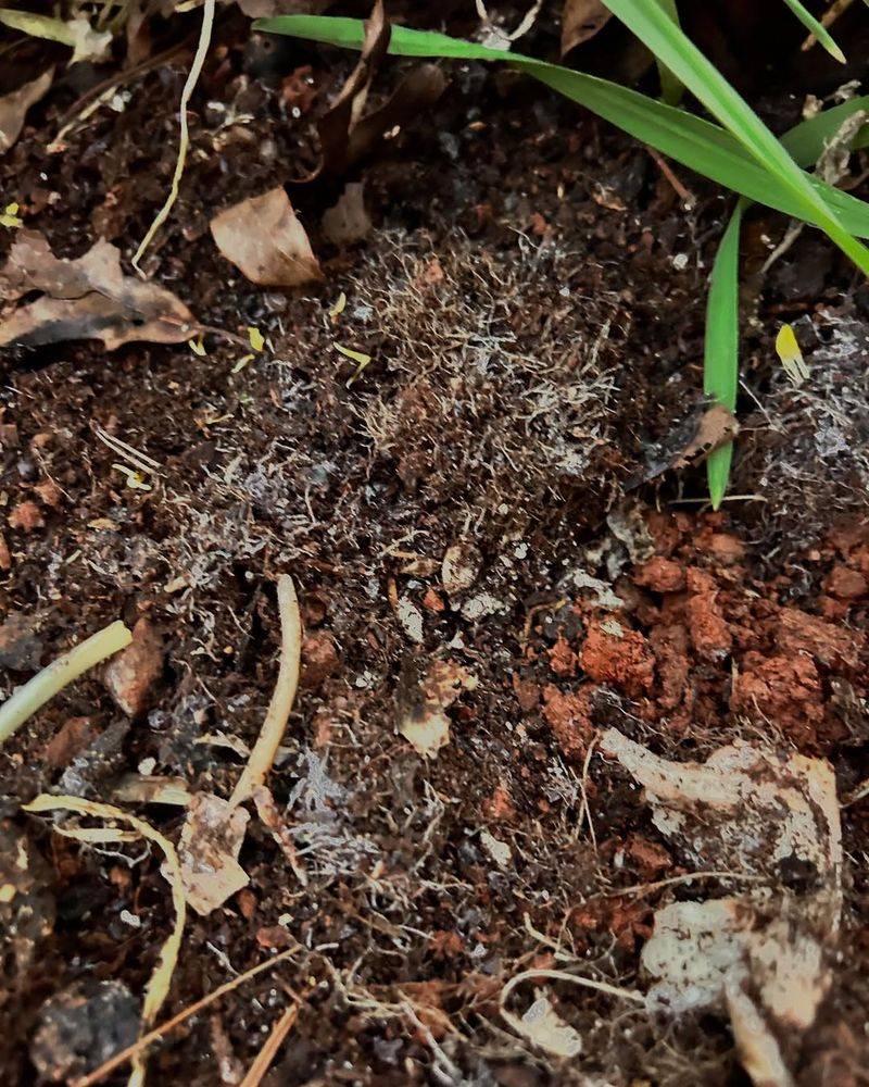 Mycorrhizal Fungi Are Your Underground Allies