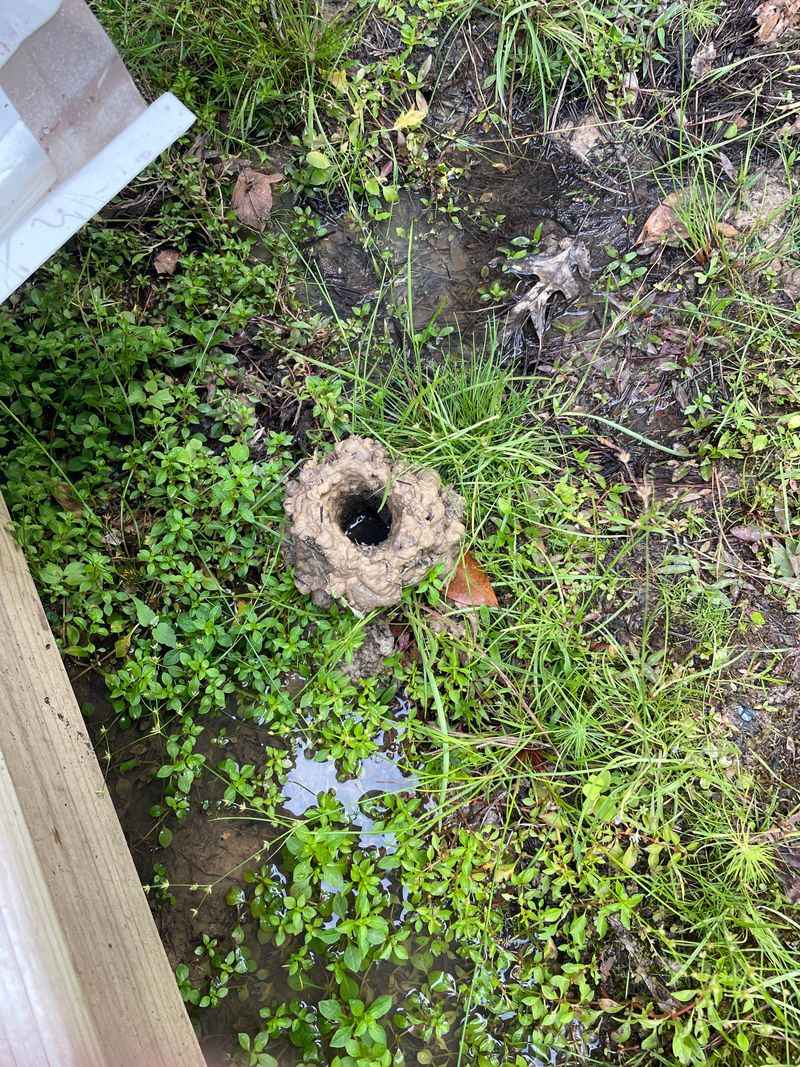 Crawfish Chimneys Show Up Near Wet Areas