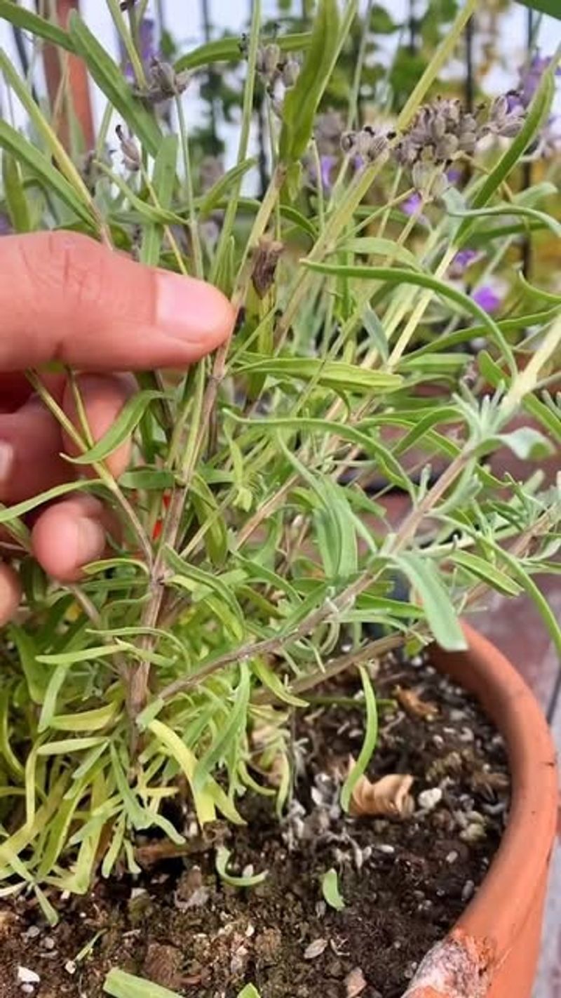 Cut Only The Flower Stems