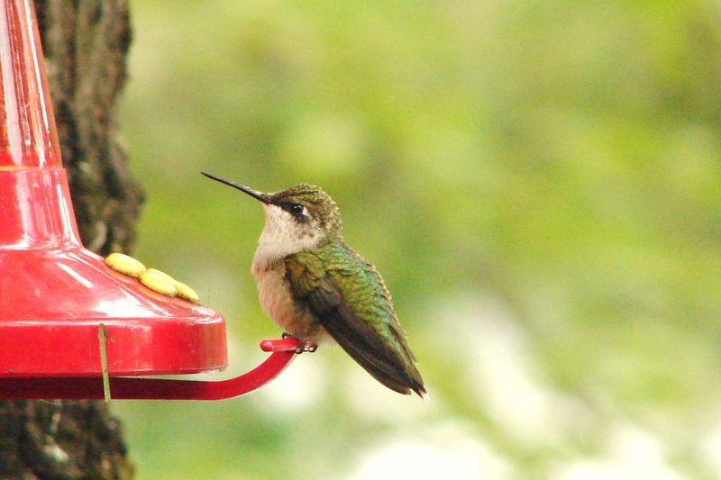 Watch For Rare Late-Season Visitors