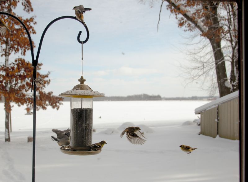 Keep Bird Feeders Stocked To Attract Beneficial Wildlife