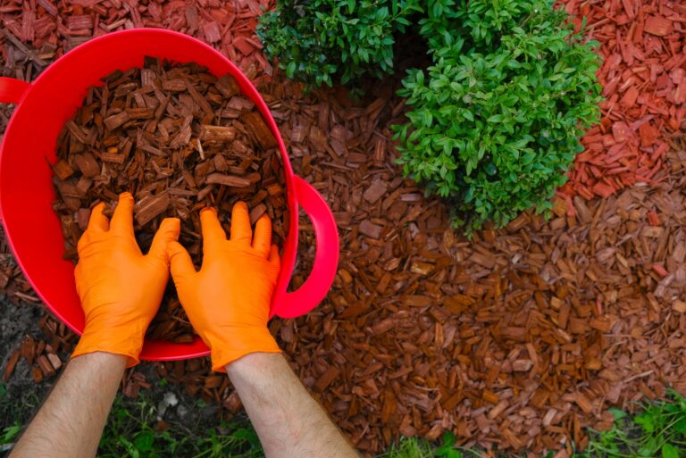 mulching plants (featured image)