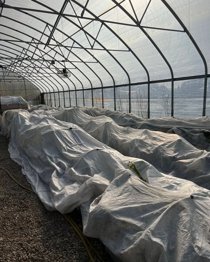 Use Row Covers to Shield Plants from Cold