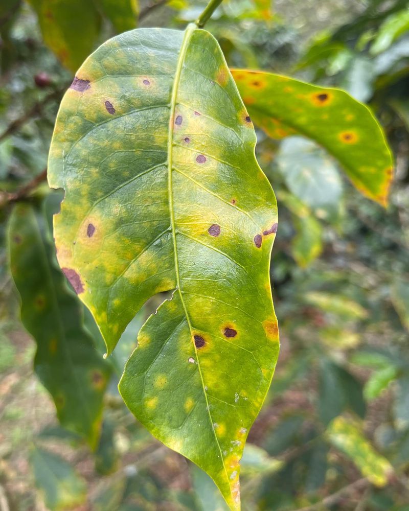 Poor Air Circulation Traps Humidity Around Plants