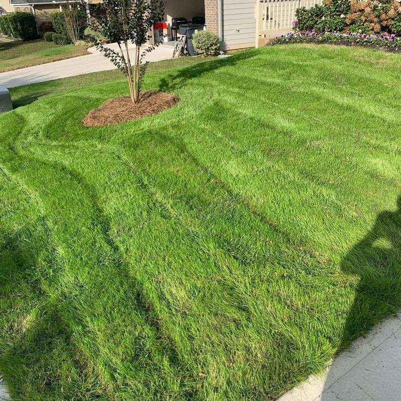 Overseeding Creates Year-Round Green Lawns