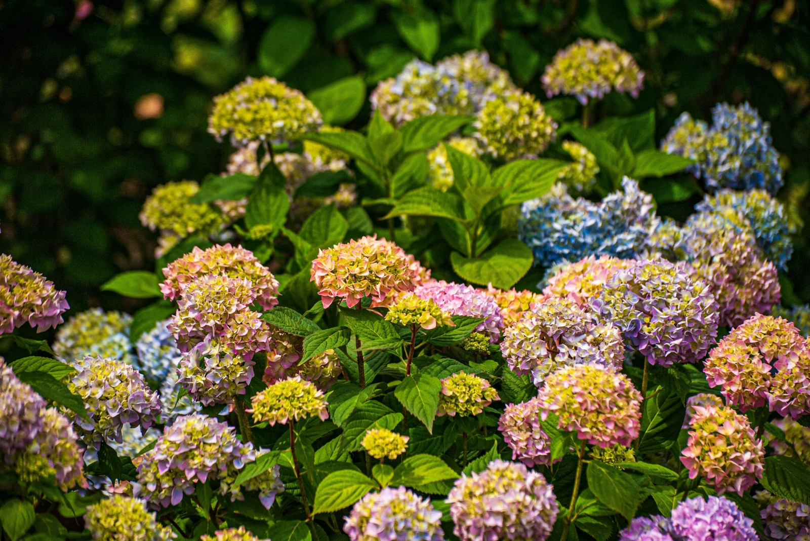 Washington Gardeners Need To Act Soon To Protect Their Hydrangeas