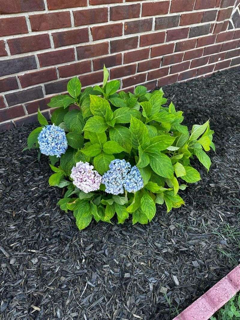 Add A Thick Layer Of Mulch Around The Base