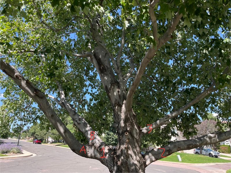 Wind-Blown Leaf Accumulations