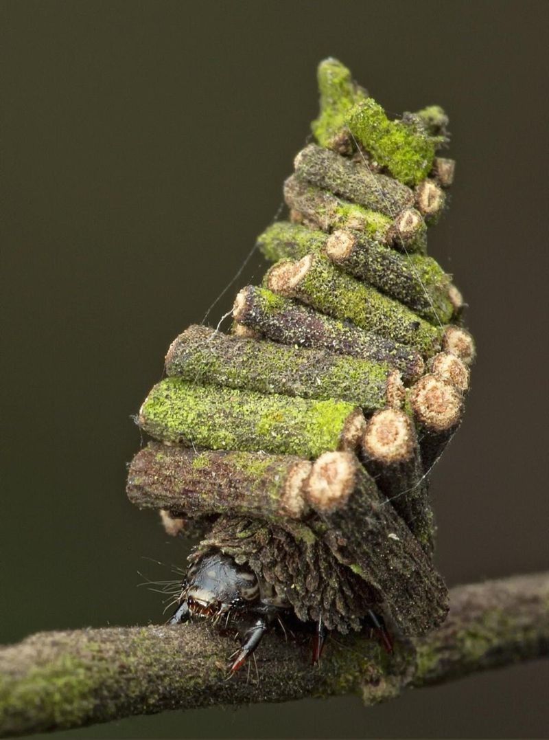 Bagworm Cases Cluster Together