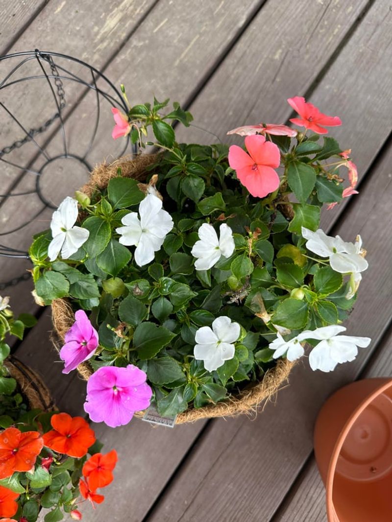 Plant In Containers For Easy Movement