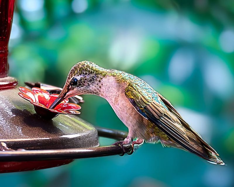 Don't Rush To Remove Feeders In September