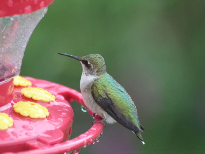 Leave Feeders Up Through October