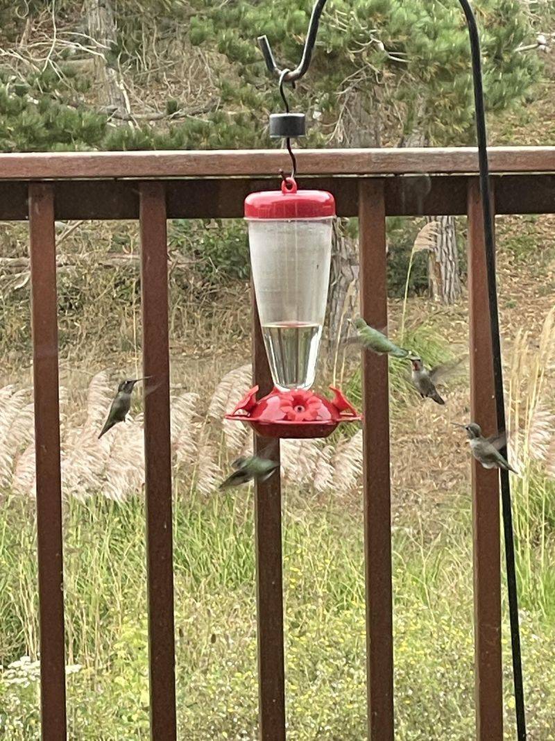 Migration Happens Regardless Of Feeders