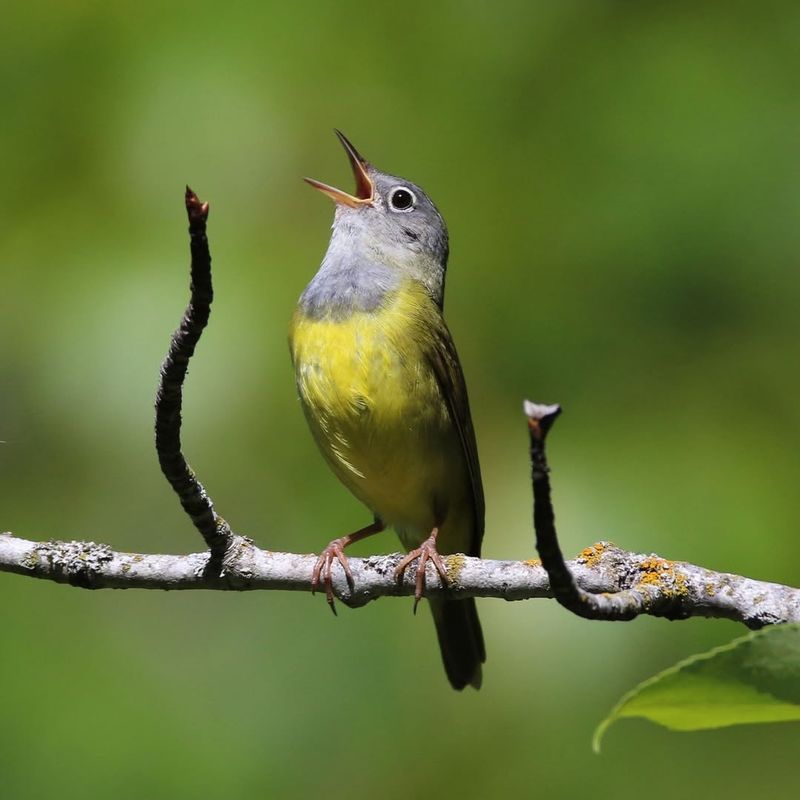 Monitor Local Bird Reports