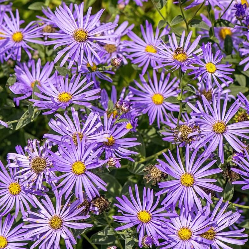 Mulch Helps Retain Moisture