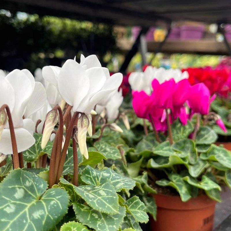 Feed Lightly During Blooming Season