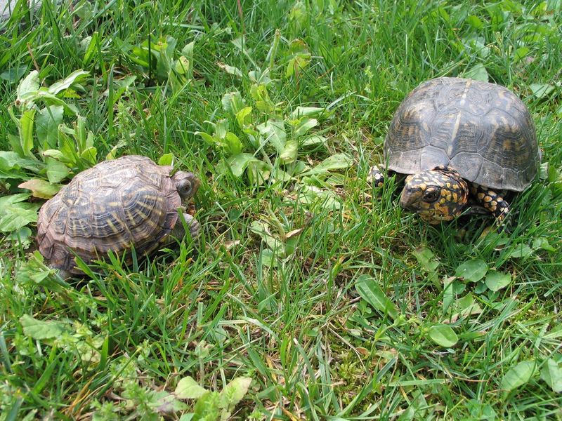 Identify What Kind Of Turtle It Is