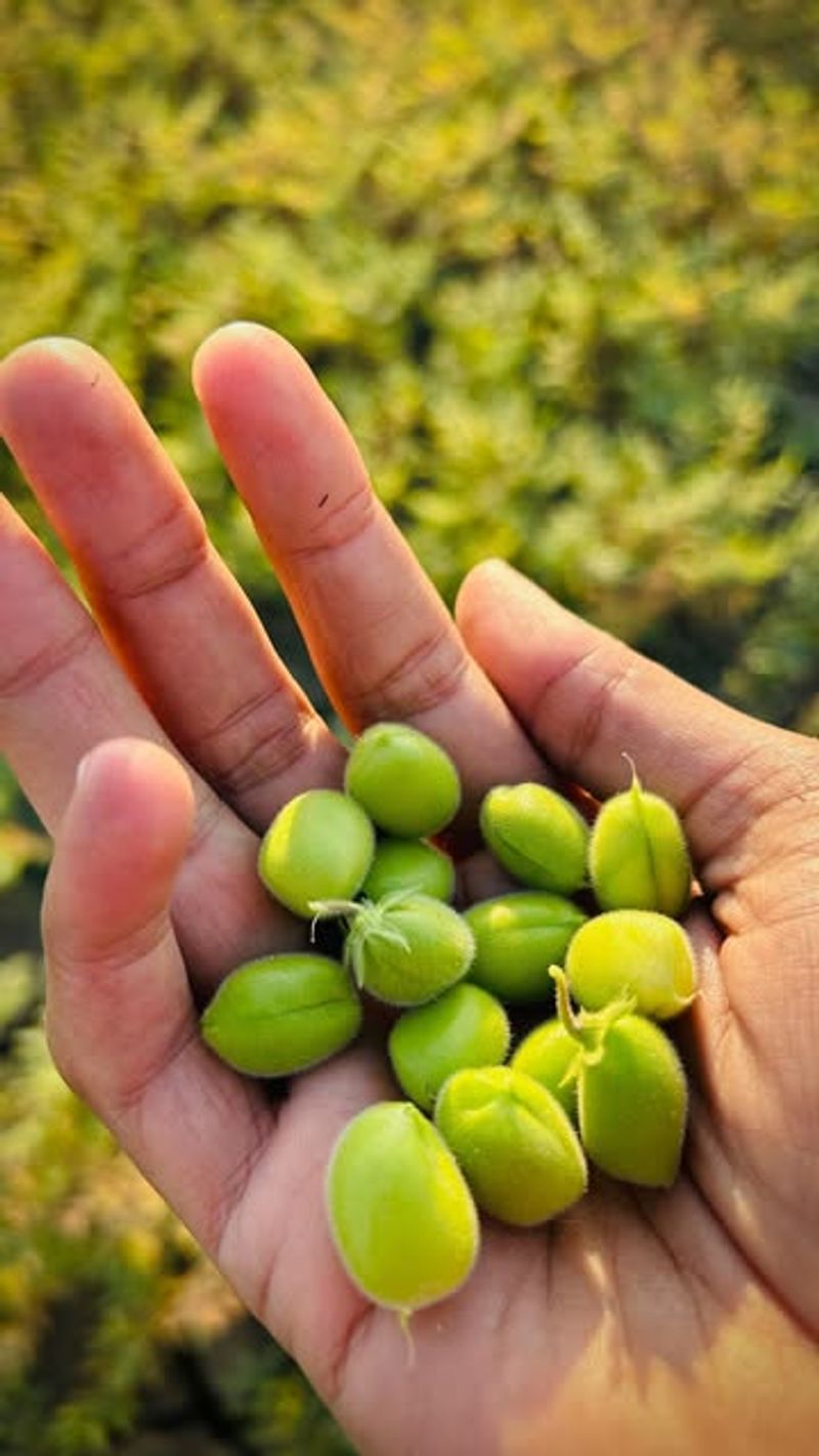 Harvest at the Right Time