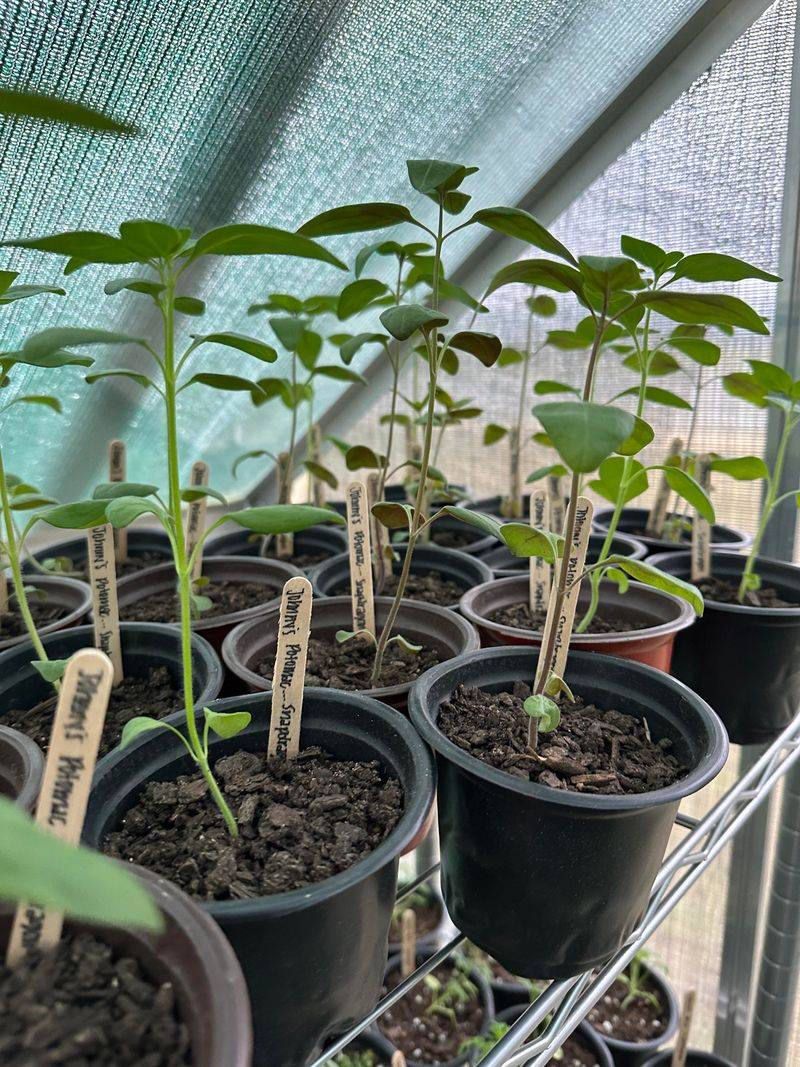 Pinch Young Plants Early