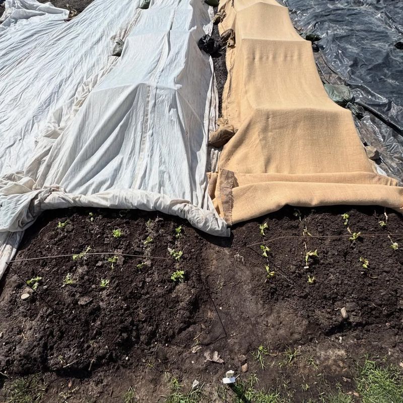 Layer Covers For Extra Cold Snaps