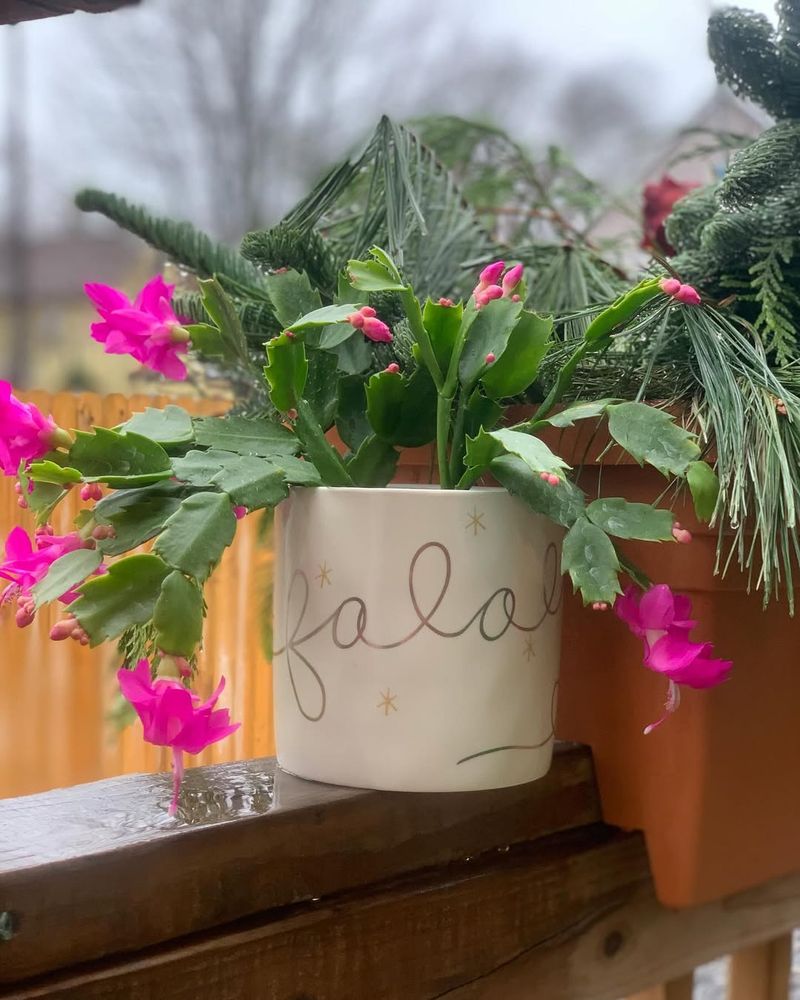 Maintain Cool Night Temperatures For Blooming