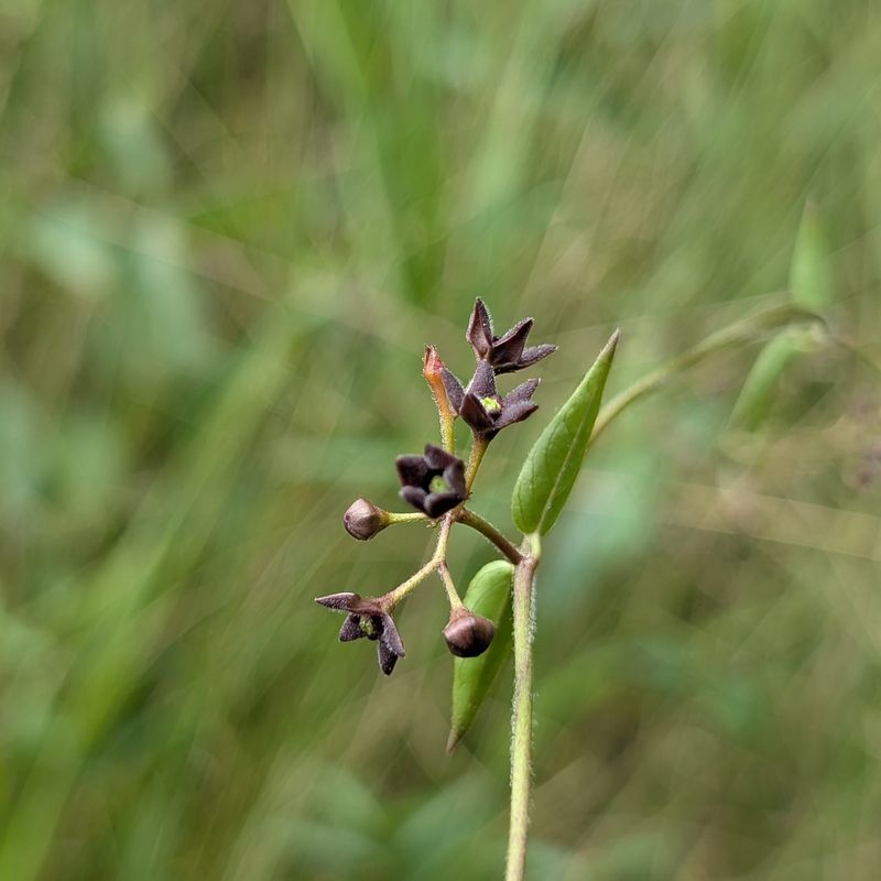 Black Swallow-Wort