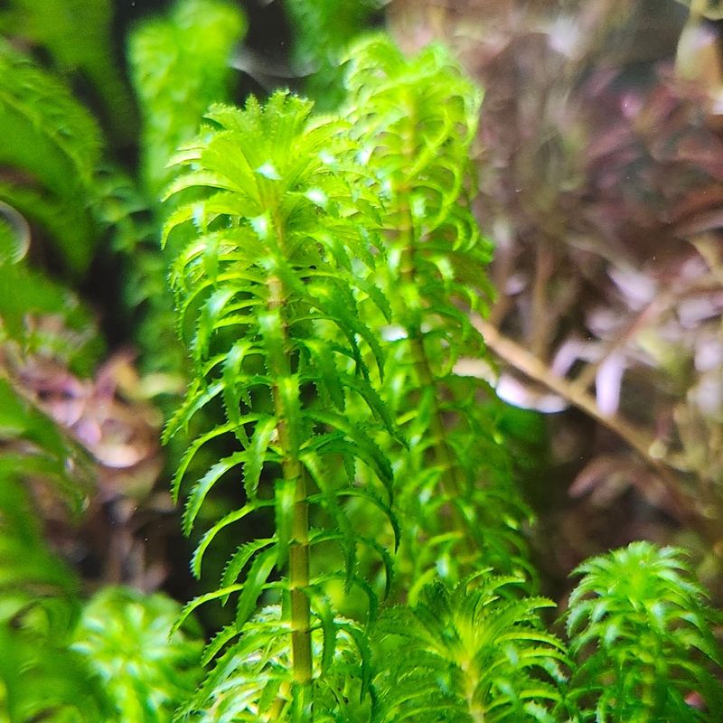 Brazilian Elodea (Egeria densa)