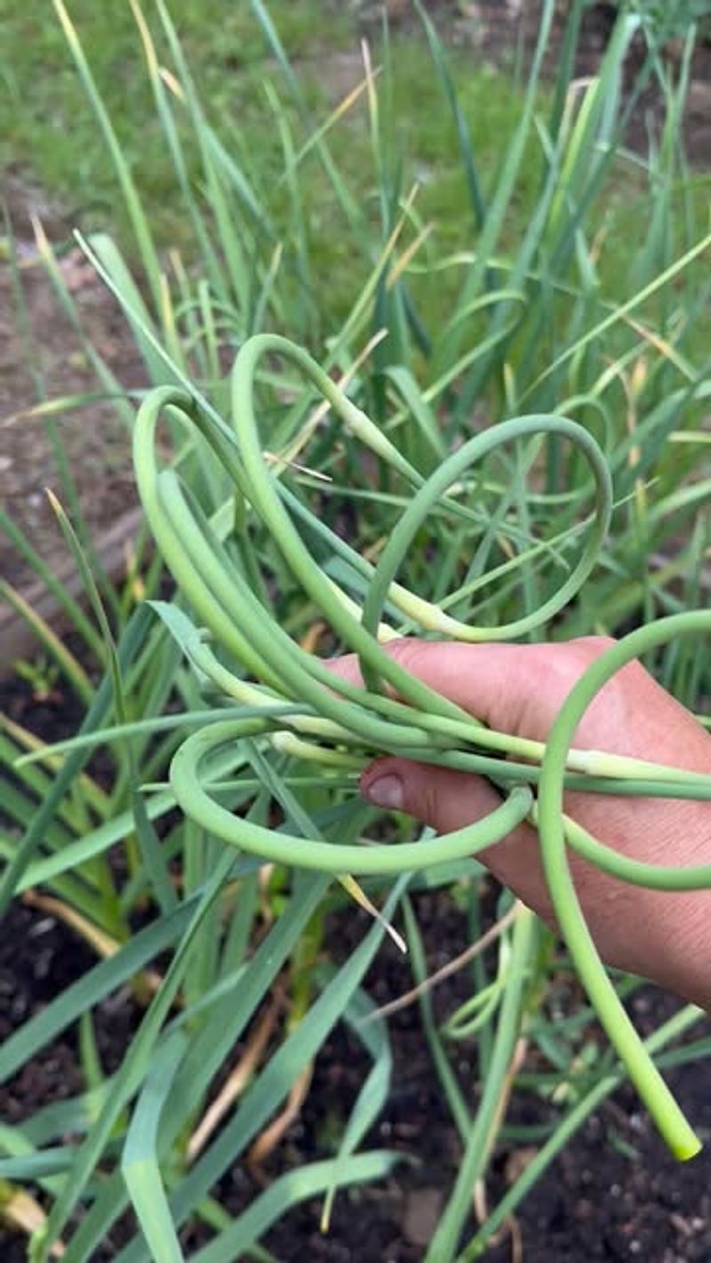 Remove Scapes To Boost Bulb Development