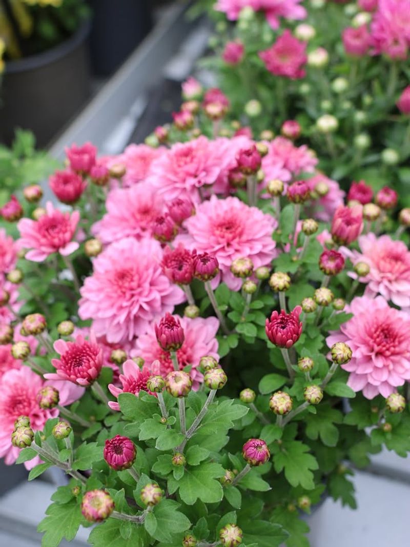 Pick the Perfect Sunny Spot