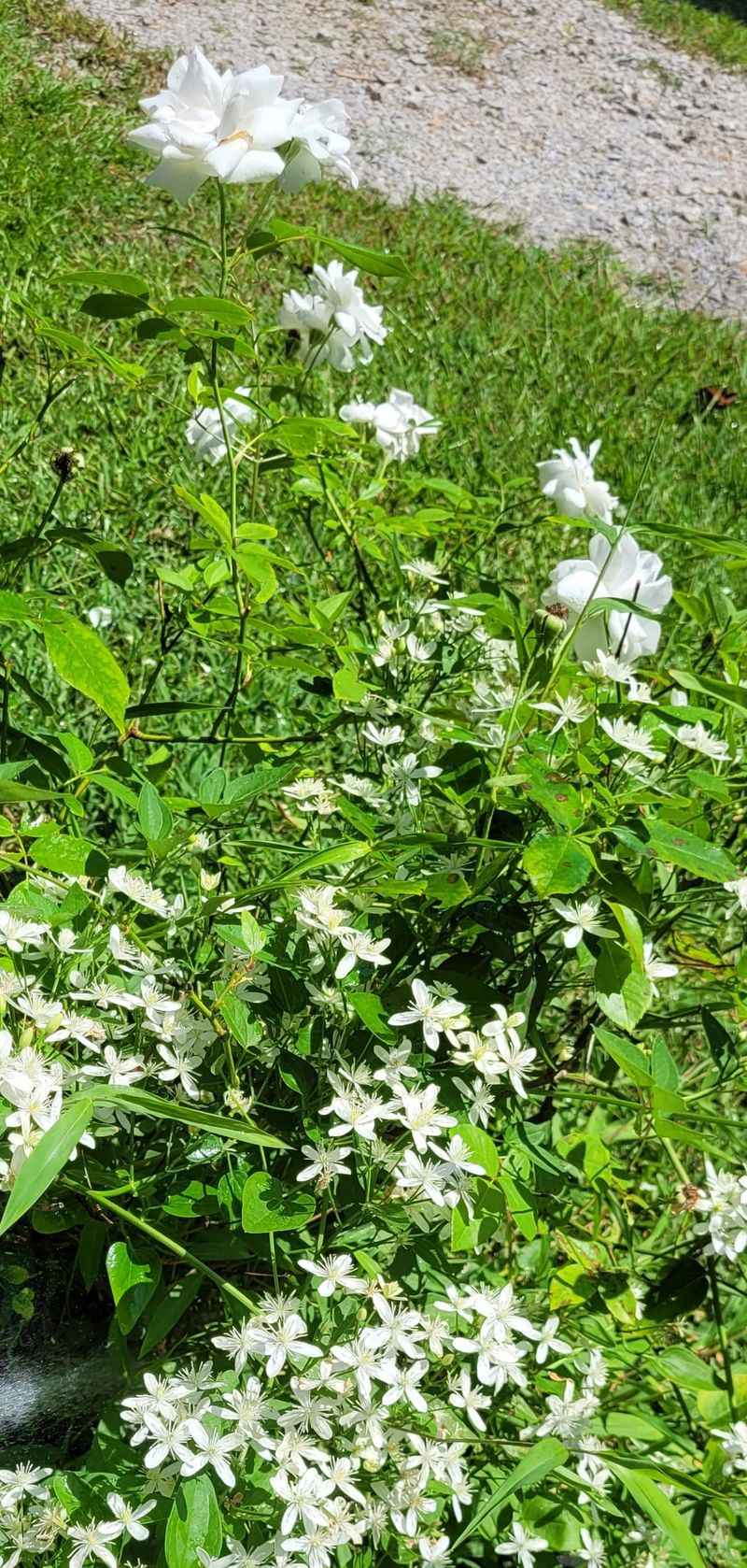 Fertilize Regularly for Abundant Blooms