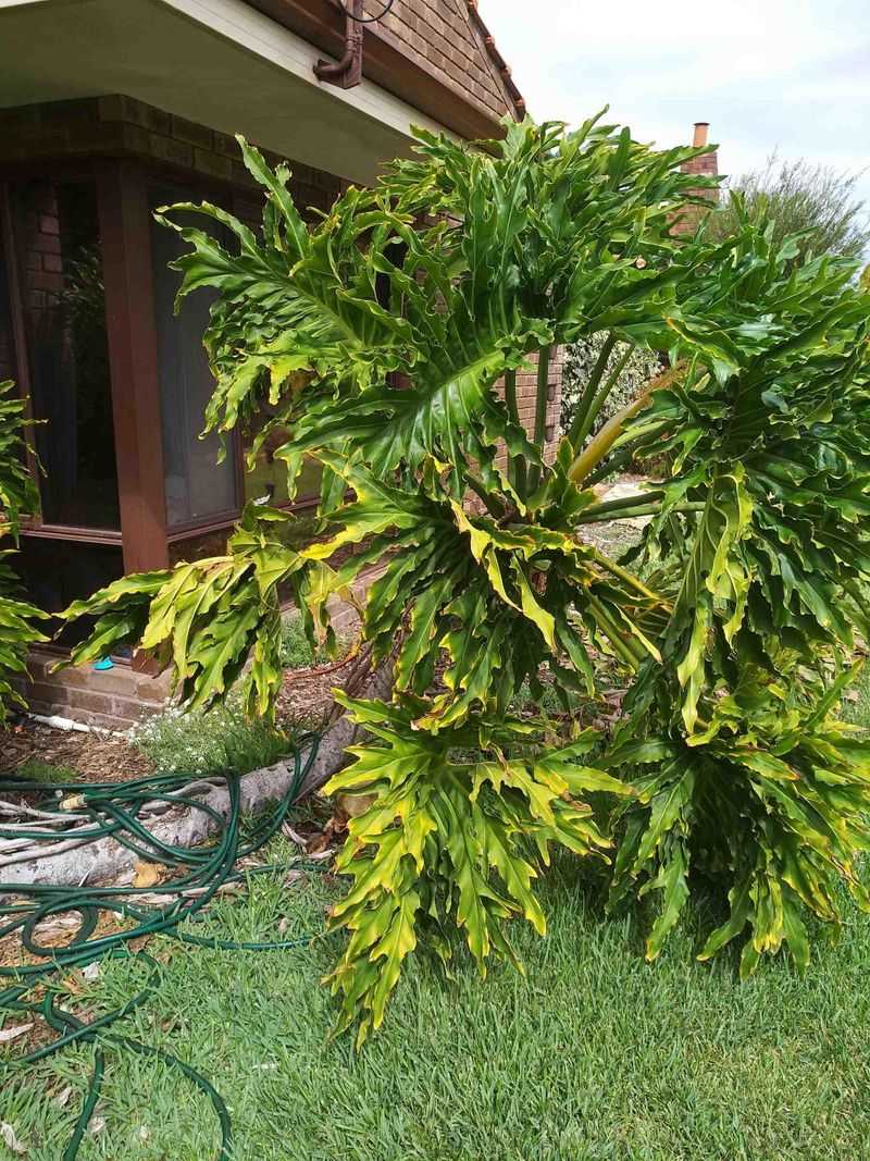 Provide Adequate Humidity Levels